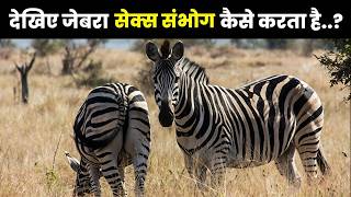 देखिए ज़ेबरा संभोग कैसे करते हैं ,देखकर आपका दिमाग घूम जाएगा | Interesting Facts About Zebra