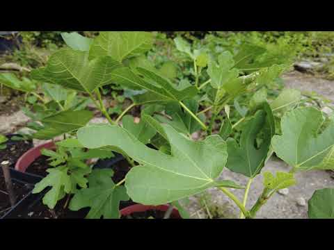 Feigen 🌳 | Wann bildet der Feigen-Steckling erste Früchte? | www.feigenhof-berglen.de 🌻