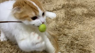 新しいおもちゃで大はしゃぎ！