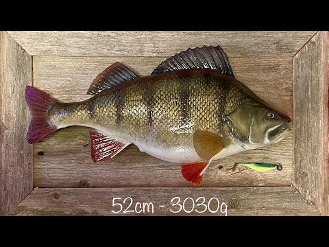 3kg ahven näköis-trofee 3kg perch replica mount