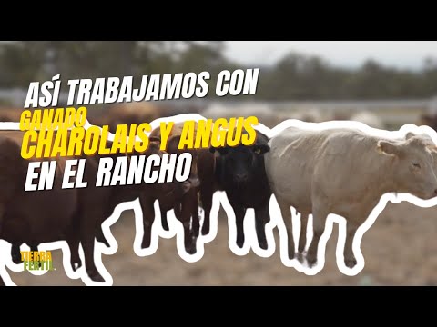 Tierra Fértil Tv- Genética en ganado Charolais y Angus (03.01.26)