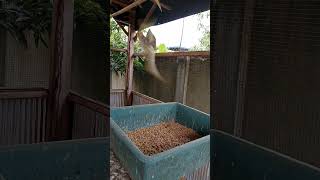 Download lagu Parkit Australia | Falk | Cockatils 😍😍👍 mp3