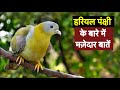 Interesting facts about Green Pigeon in Hindi