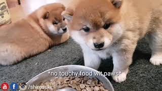 Skachat Roblox Dungeon Quest Doge Power Leveling Smotret Onlajn - potats doin a learn shiba inu puppies with captions