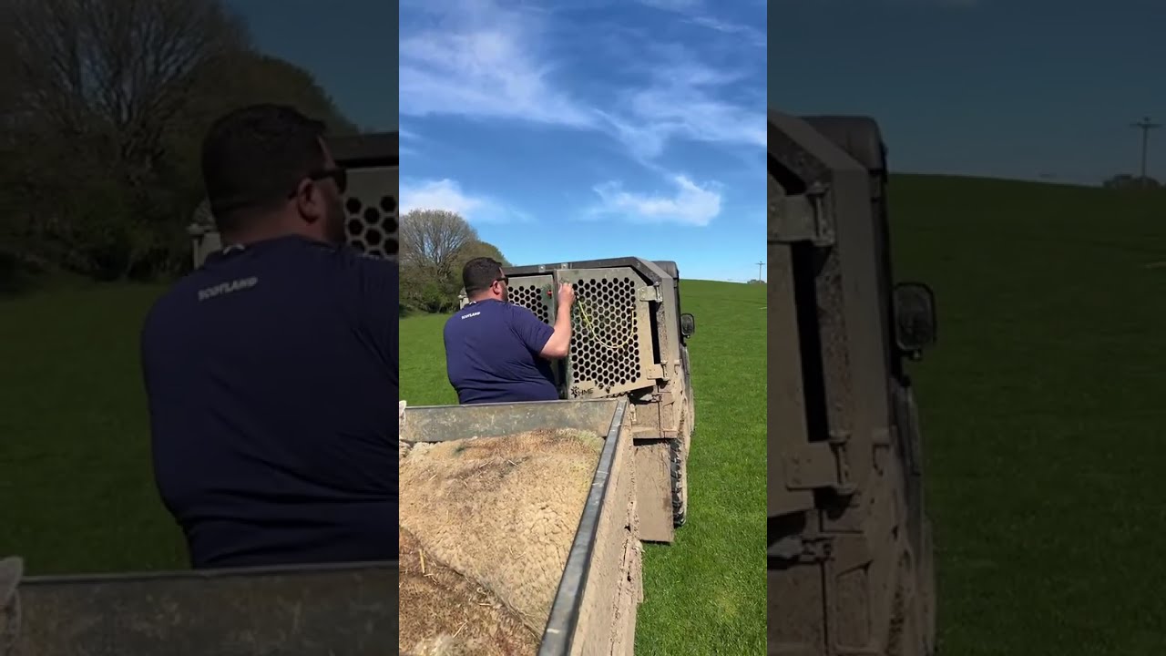 Baking in the lambing shed! The GGs have a huge move!