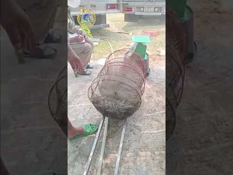 Thu về 1 tỷ đồng trên vụ nuôi: Chúc mừng KH Nghệ An tiếp tục thành công 4 năm chỉ nuôi TG Tuấn Vân.