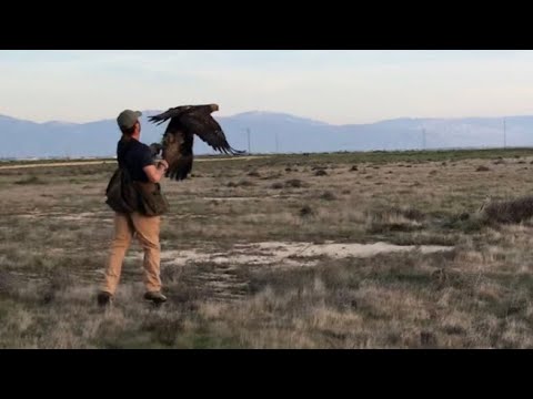 Falconry Hunting with Golden Eagle on Jackrabbits