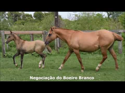 Negociação do Boeiro Branco