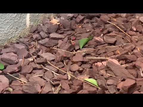 Boxelder Bugs Found On the Side of the Home in Ocean Township, NJ