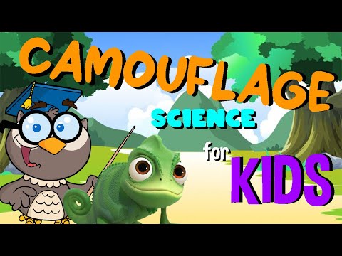 Camouflage | Science for Kids
