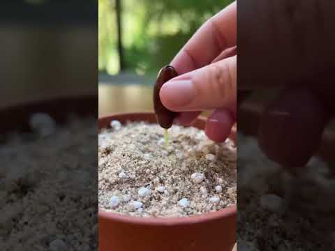 O truque dos jardineiros para plantar tâmaras sem erro