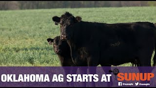 Cow-Calf Corner - How many heifers should you keep? (12/8/18)