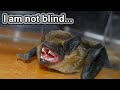 Bat Facts | 10 Animal Facts about Bats