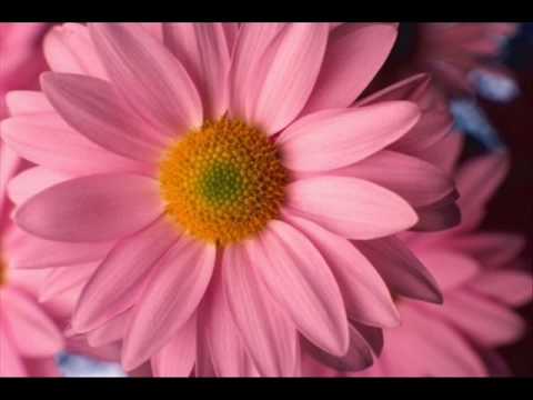 Te llegara una rosa cada dia