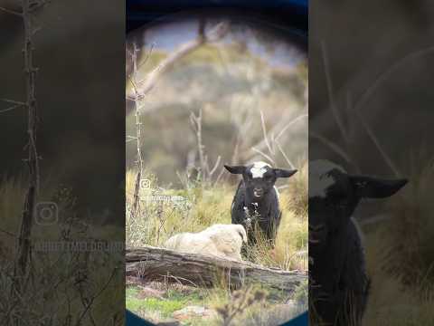 How good is Digi Scoping! Magview gear through the maven CS.1A spotting scope! #bowhunting
