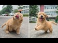 Cutest Golden Retriever Puppy Made Your Day With These Funny And Cute Golden Retriever Puppies