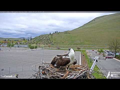Iris and Louis, 5/7/20 - Hellgate osprey nest