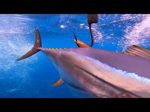 LATEST TECHNOLOGY IN TUNA CANNING LINE