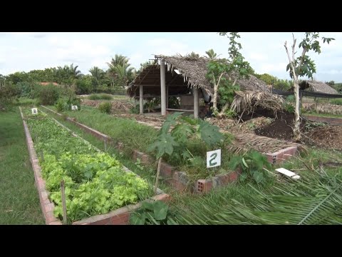 Horta comunitária no Povoado Soinho se destaca por sustentabilidade e cultivo orgânico 27 11 2021