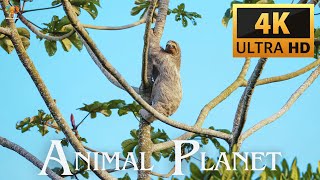 Download lagu 4K Video Animal Planet Ultra HD mp3