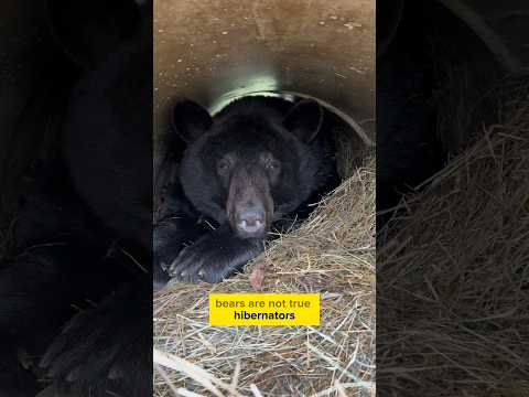 Do our bears hibernate? #animals #animalsofyoutube #animalfacts