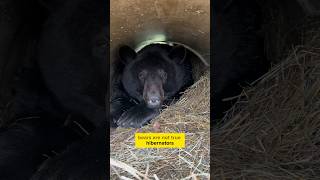 Do our bears hibernate? #animals #animalsofyoutube #animalfacts