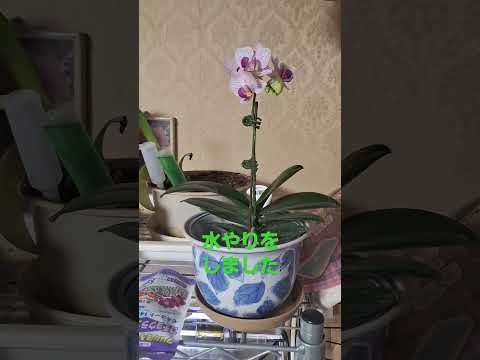 蘭を活性化させるアジアの秘訣は何でしょうか？永遠に開花する極東の魔法  庭園