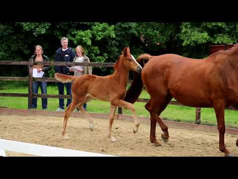 Stutfohlen von Bon Courage x Lauries Crusador xx