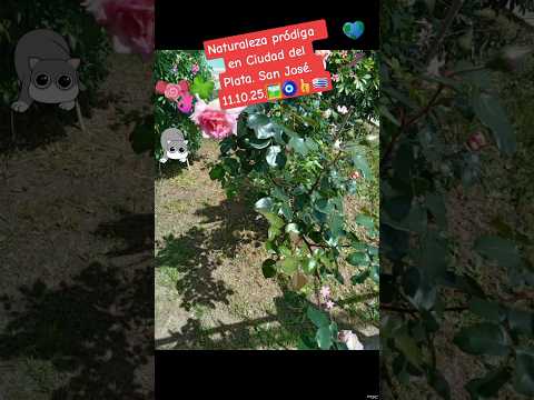 Naturaleza  pródiga  en Ciudad del Plata. San José.  11.10.25. 🐈‍⬛👍🖼🇺🇾🏞