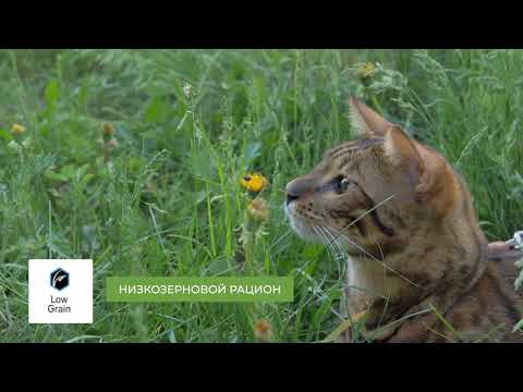 Миниатюра изображения товара Сухой корм для кошек Alleva Эквилибриум с курицей для кастрир. и стерилиз. / P61061 (0.4кг)