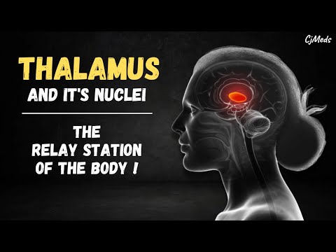 Brain Anatomy | Thalamus Anatomy and Function