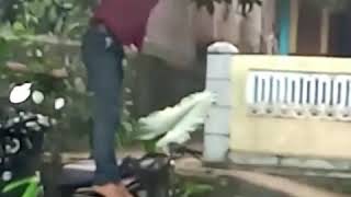 Download lagu Kowe tak sayang sayang // Story wa lucu mp3