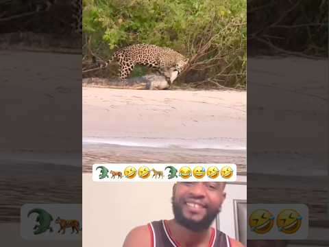 #duet #funny #animals #lifeisbutadream 🐊🐅🤣🤣🐊🐆😂😅😁😃