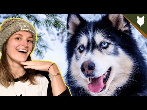 DO SIBERIAN HUSKY HAVE HIGH PREY DRIVE