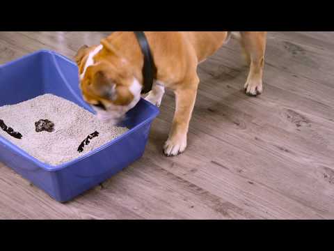 Stop Your Dog From Eating Cat Stools with Outta My Box - NaturVet