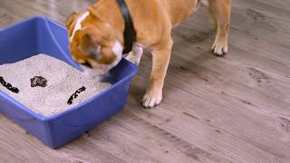 Stop Your Dog From Eating Cat Stools with Outta My Box - NaturVet
