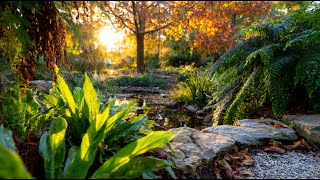 Autumn to Winter Tropical Garden: Landscaping Secrets & Prep! 🍁❄️🌴