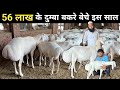 दुम्बा पालन से इनकी चांदी ही चांदी Turkey Du