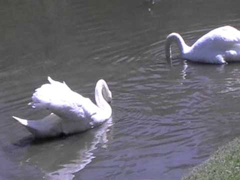 Hardwick pond  2009.