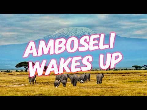 Amboseli park at the base of Kilimanjaro