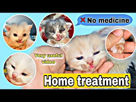 Cat fungal infaction || how to care fungal infection cat and kitten || kitten fungal infaction