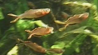 preview picture of video 'Forktail rainbowfish tank / Gabelschwanz-Regenbogenfisch @ Kölner Zoo [37/52]'