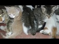 Mom cat calls her kittens to breastfeed