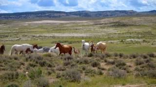 Sand Wash Horses Movie - Kyle Fenner