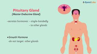 Class-8-Science-Ch-18-Reaching the Age of Adolescence-Topic- Hormones other than Sex Hormones