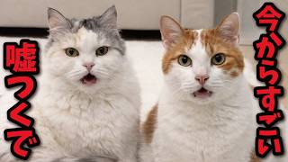 とんでもない嘘をつく猫たち