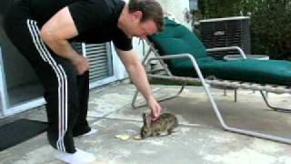 Bugsy the wild cottontail rabbit  that  enjoys being petted