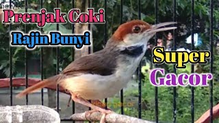 Download lagu Prenjak Coki Rajin Bunyi Super Gacor#Masteranprenjakcoki#Burungprenjakcoki#Prenjakcoki mp3