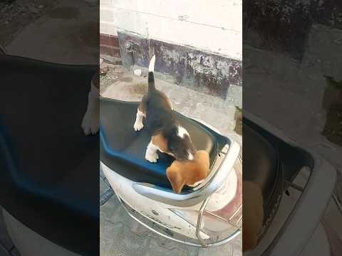 Beggle male 1 vecination done ✔ 98778 26958