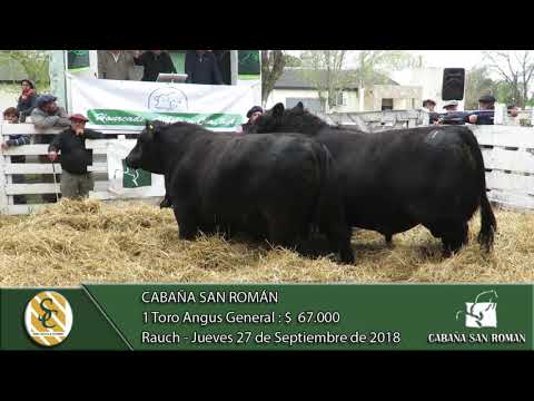 27-09-18 Venta de Toros Angus Generales - Cabaña San Román - Rauch
